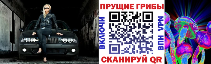 darknet наркотические препараты как найти закладки Трёхгорный Псилоцибиновые грибы Cubensis